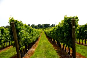 vineyards-and-newport-vineyards